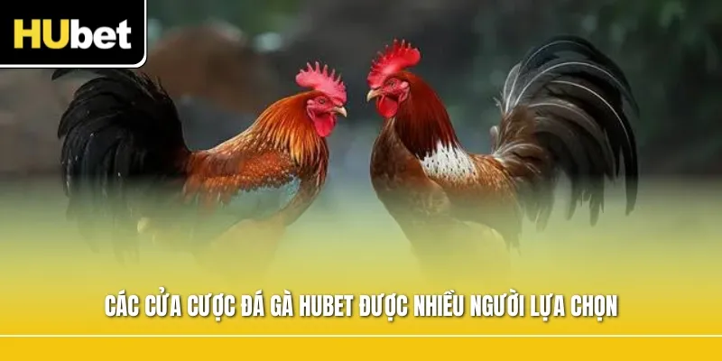 Các cửa cược đá gà Hubet được nhiều người lựa chọn